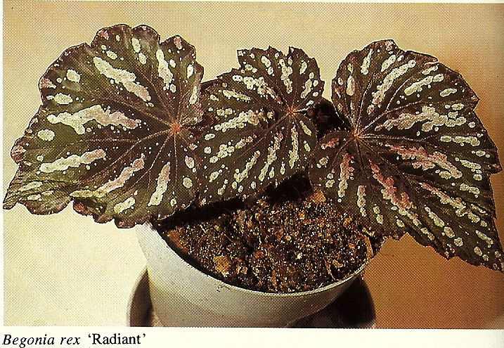 B. ‘Radiant’